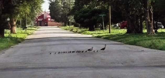 Don’t Tell Us Watonga Doesn’t Have Its Ducks in a Row