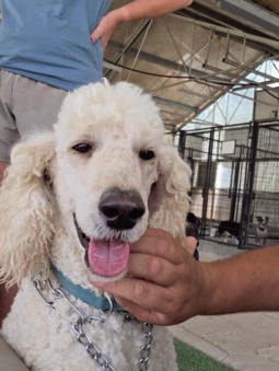 Tobey White Poodle Mix Crisis K9 Candidate