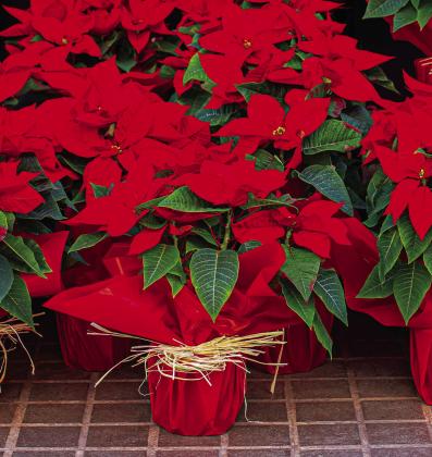 Poinsettias Are a Longtime Holiday Favorite