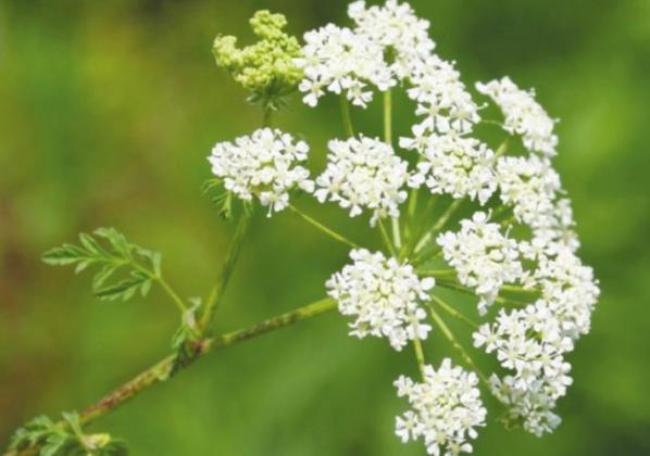 Use Caution with Poison Hemlock