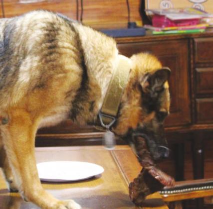 The late Watonga K9 officer Mate enjoys a steak during his retirement party at the Roman Nose General Store in May 2021.