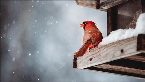 Birds Bring Enjoyment to Winter