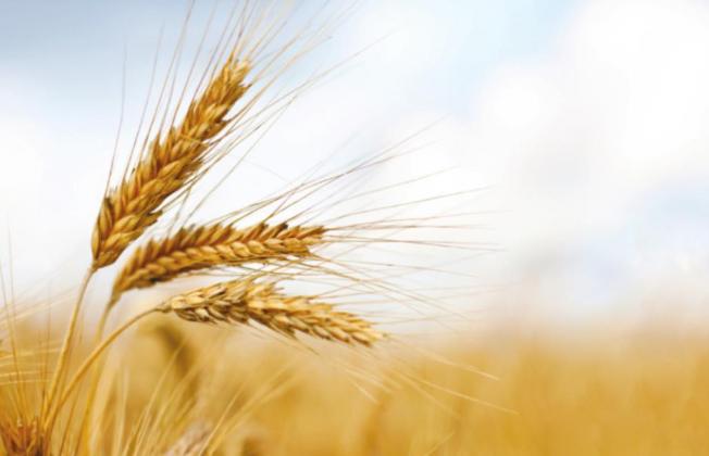 USDA Urged to Provide Relief for Wheat Growers