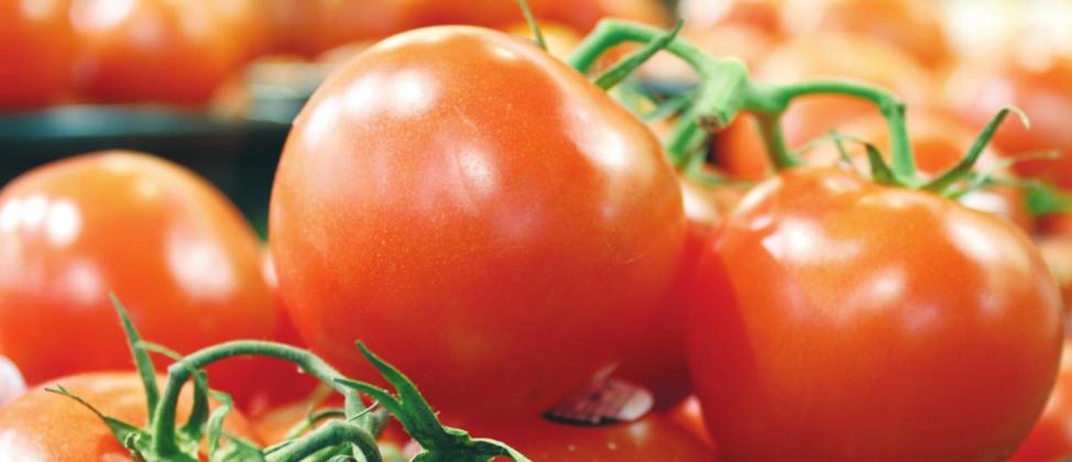Ripening Tomatoes Indoors Extends Fresh Flavor longer