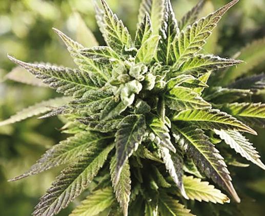 State Question 820 offered to allow recreational use of marijuana. It was defeated, although advocates indicate they will bring the measure back to voters.