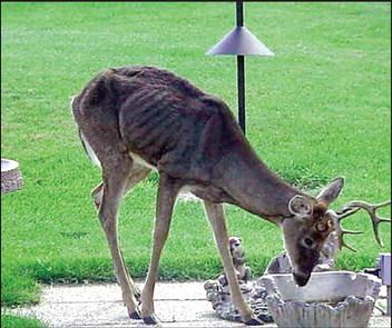 Second CWD-positive Deer Confirmed in Oklahoma