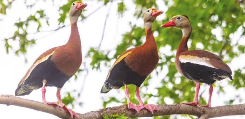 Black-bellied Whistling Ducks have reappeared in Blaine County this spring. The colorful waterfowl are more common in warm climates like Mexico but are pushing north in increasing numbers. (Photo by Terry McGraw)