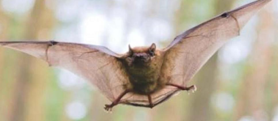 Second Rabid Bat Found in Oklahoma