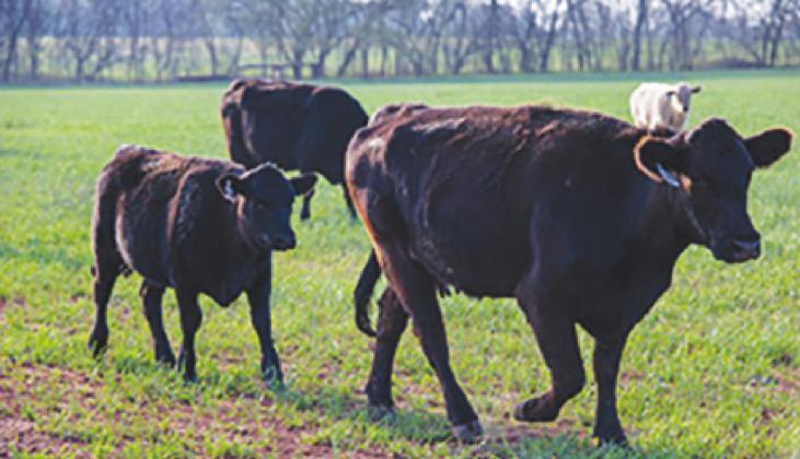 Ranchers’ Webinars Address Forage and Difficult Weather