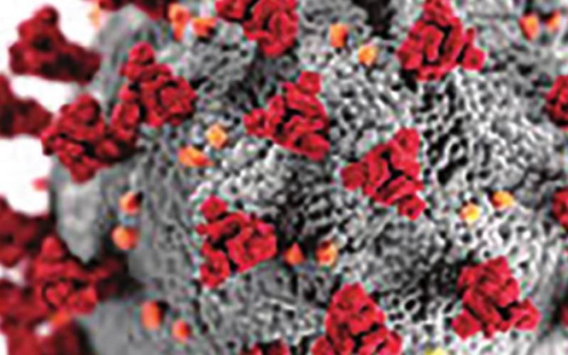 Weekly Coronavirus Updates