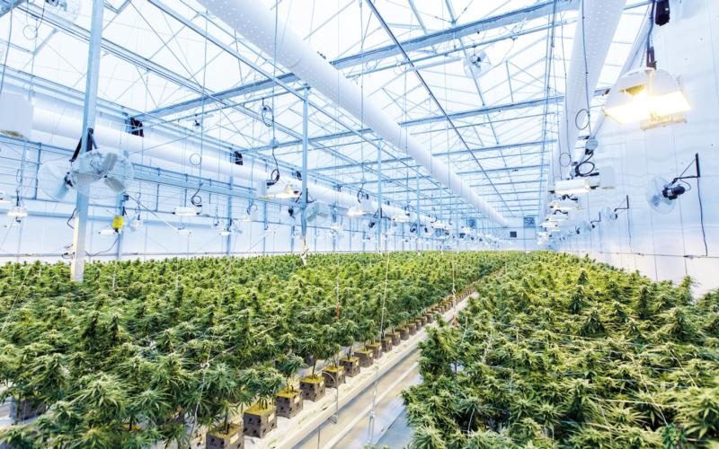 Illegal OK Pot Farms Weaken National Security