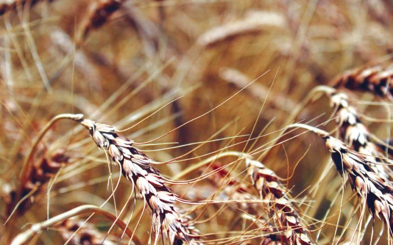 New Variety Fights Fungal Disease