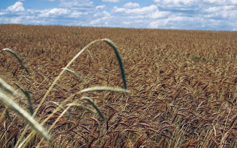In spite of the recent wheat harvest being one of the better ones in recent years, some producers are still suffering from the effects of drought. Help is on the horizon for those farmers and ranchers.