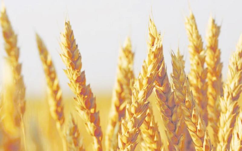 tate Grain Cash Bid Prices