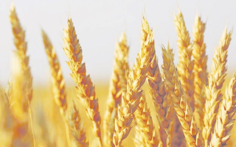 State Grain Cash Bid Prices