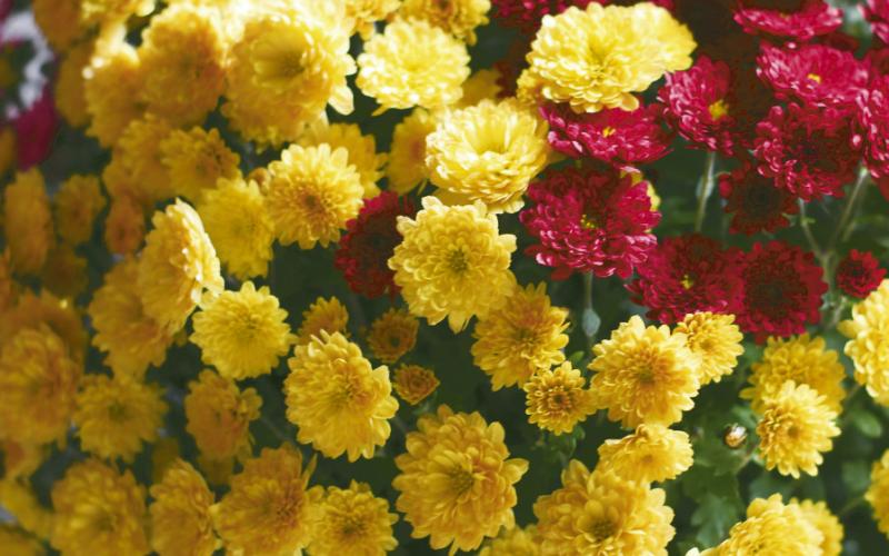 Mums the Word for Fall Decor
