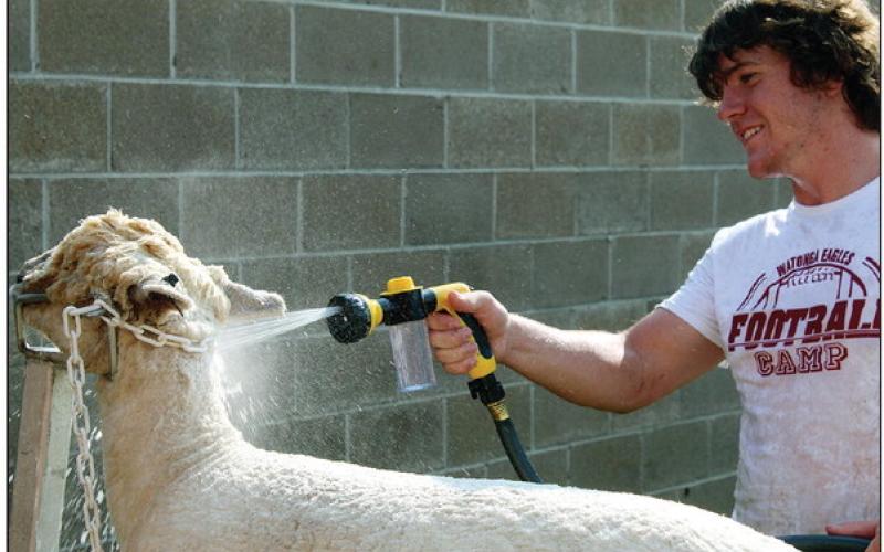 At right: Dayson Cash bathes his sheep before taking it into the show ring at the Blaine County Fair.