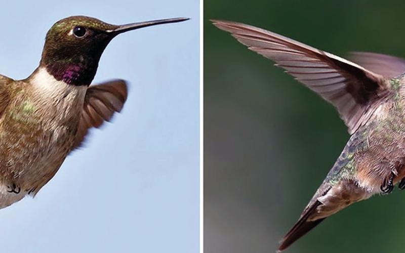 Hummingbird Identification and Feeding Tips