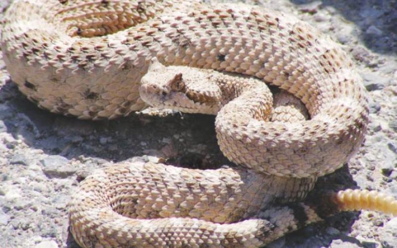 Rattlesnake Roundup Coming this Weekend