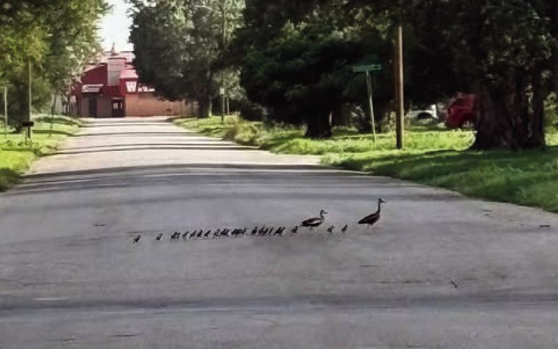 Don’t Tell Us Watonga Doesn’t Have Its Ducks in a Row