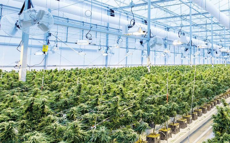 Illegal Grows Busted in Cleveland County