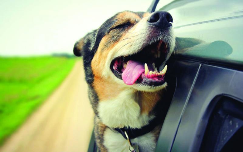 Dog out the car window