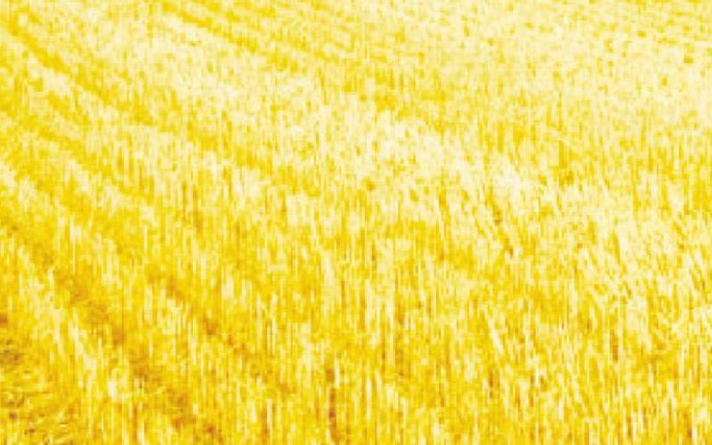 Blaine County Farmers Wrapping Up Successful Wheat Harvest