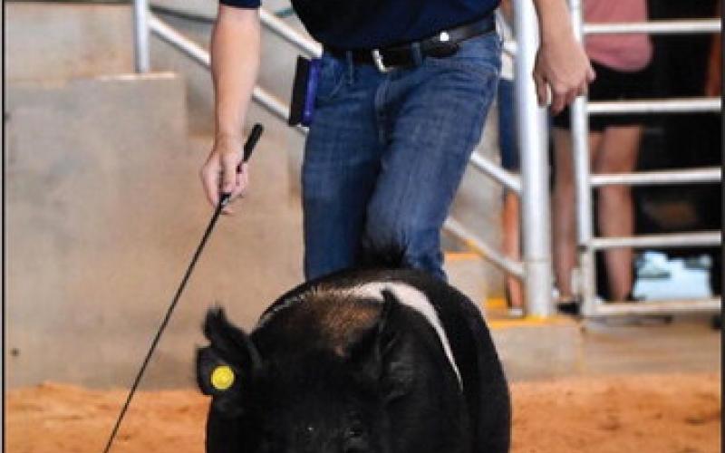 ( Below) Kameron Kiener- Champion Poland Barrow &amp;amp; Reserve Champion Berkshire Barrow