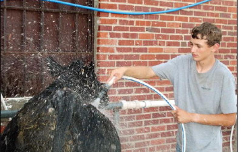 Grant Robison washes his steer before entering the show ring at the Blaine County Fair livestock show in August.