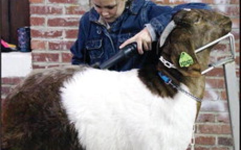 Blaine County Fair Livestock Show Results