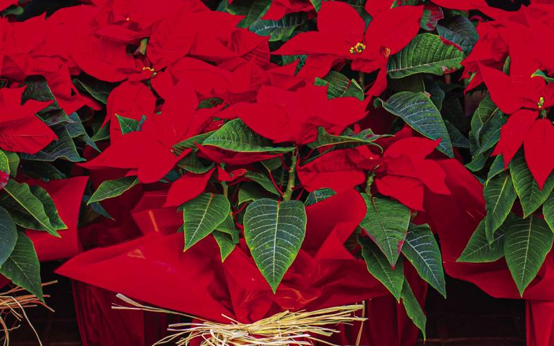 Poinsettias Are a Longtime Holiday Favorite