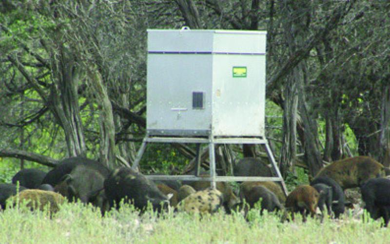 Deever Bill to Hunt Feral Hogs Passes Committee