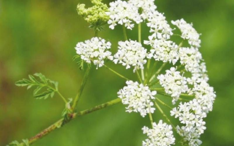 Use Caution with Poison Hemlock
