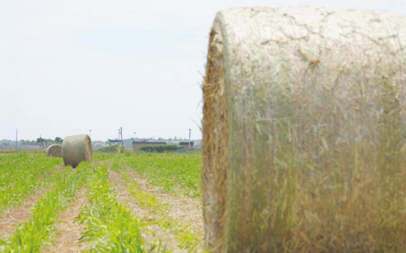 Awareness and Management Key to Mitigating Nitrate Toxicity Problems in Livestock