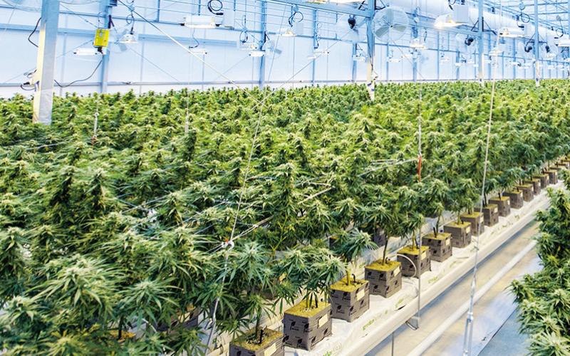 40,000 Illegal Pot Plants Seized in Craig County