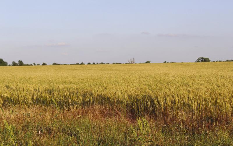 USDA Crop Insurance Updates