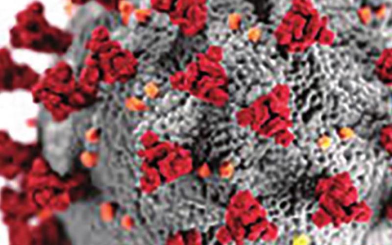Weekly Coronavirus Updates
