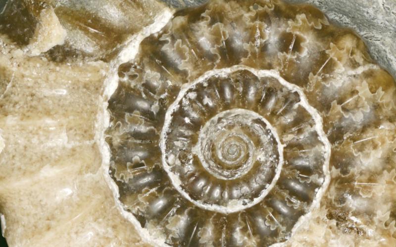 Fossil Exhibit Opened Nov. 1