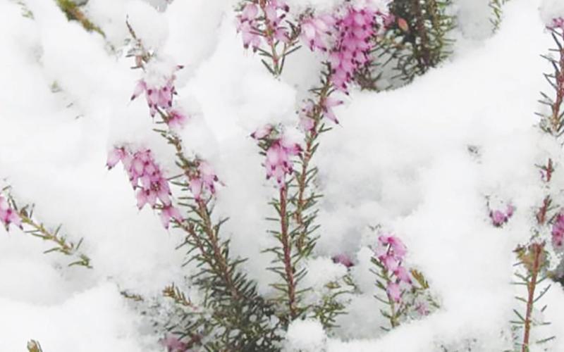 OSU Offers Winter Horticulture Tips and Tricks