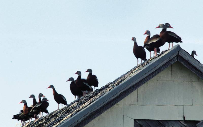 In case you haven’t noticed or seen them around, the famous whistling ducks are back in town. It seems the hatchlings from last year came back to Watonga this year, growing the population.