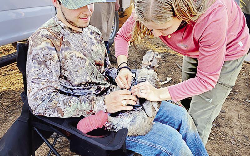 Turkey Trapping to Begin in Two Research Areas