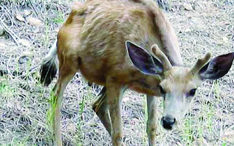 Deer with always-fatal chronic wasting exhibit starvation-like symptoms