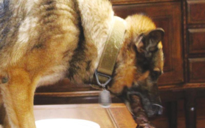 The late Watonga K9 officer Mate enjoys a steak during his retirement party at the Roman Nose General Store in May 2021.