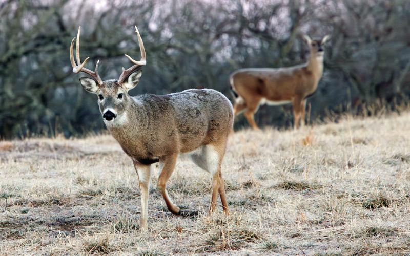 A mature white-tailed buck passes a doe at sunrise on a frosty Osage County morning. Photo by Kelly J Bostian / KJBOutdoors