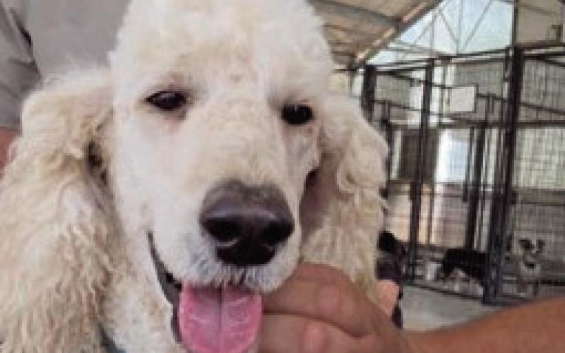 Tobey White Poodle Mix Crisis K9 Candidate