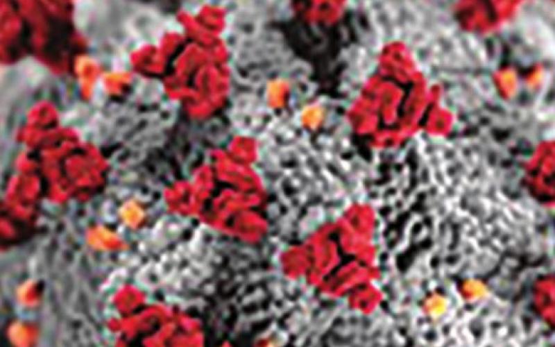 Weekly Coronavirus Updates