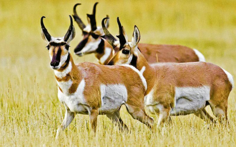 Hunting Regs Online