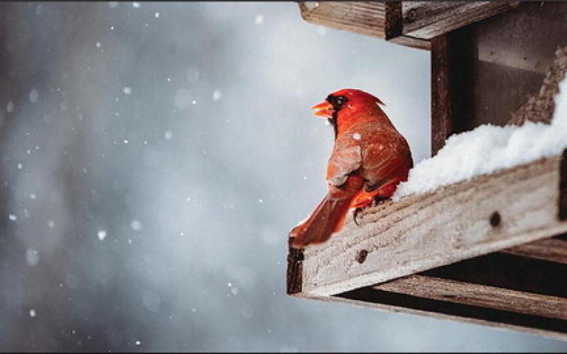 Birds Bring Enjoyment to Winter