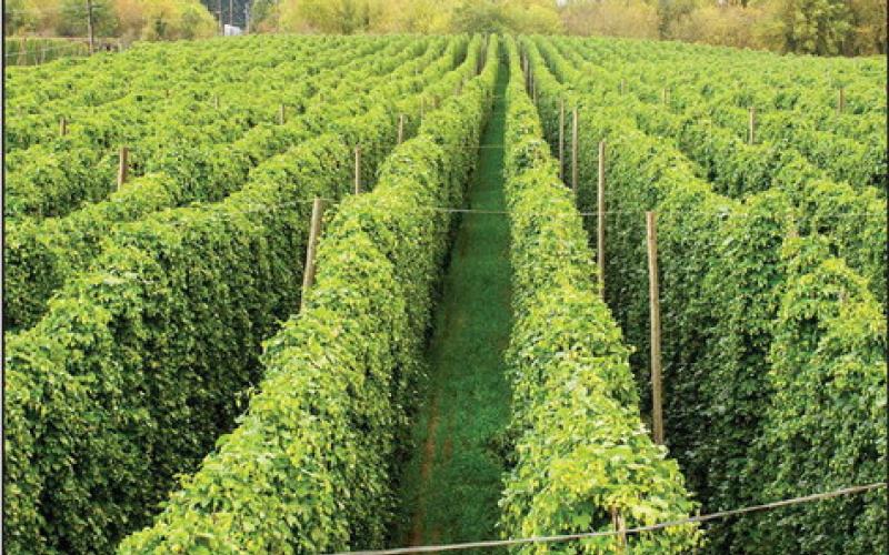Grapes, Hops Focus of Field Day