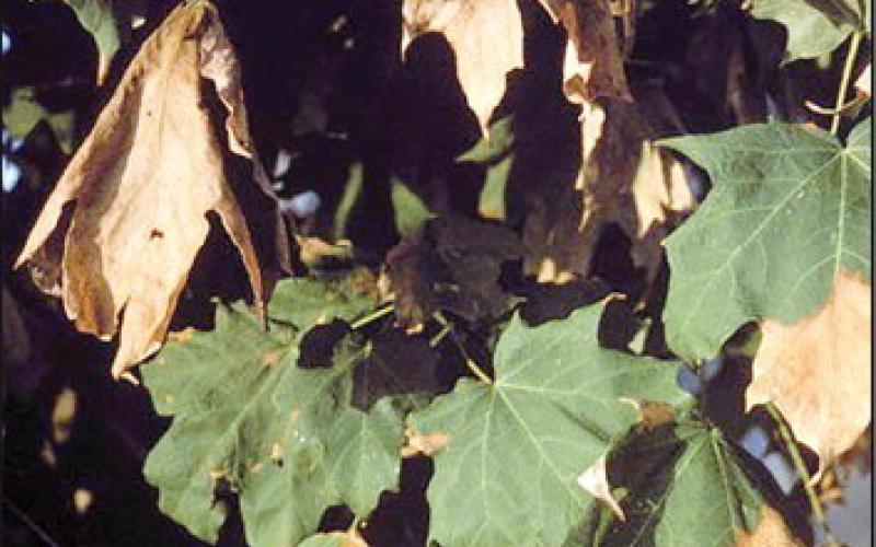 Don’t Neglect Big Trees When Watering